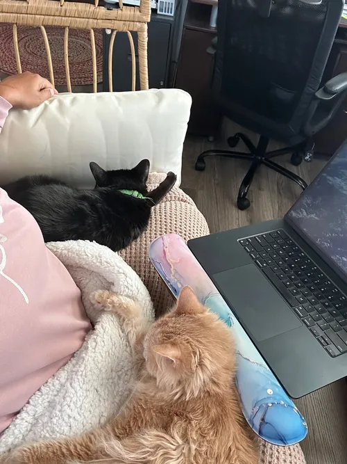 Two cats — one black, one orange — occupying the nest chair while a laptop sits open nearby